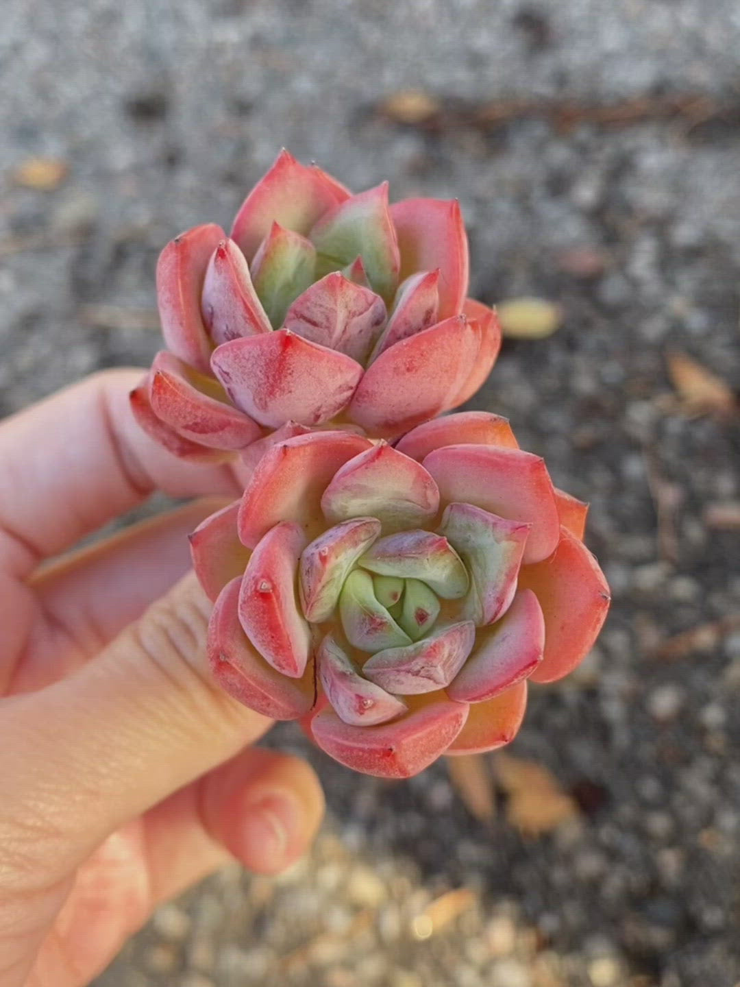 Echeveria Salmon