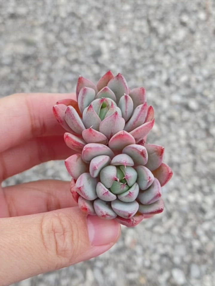 Echeveria Yeomiwol