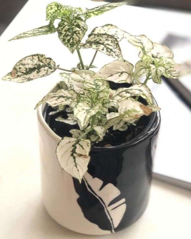 Ceramic Pottery Succulent Planter, Cactus Succulent Plant Pot, Small Fern Planter Flower Pot Gift Garden Desk Decoration