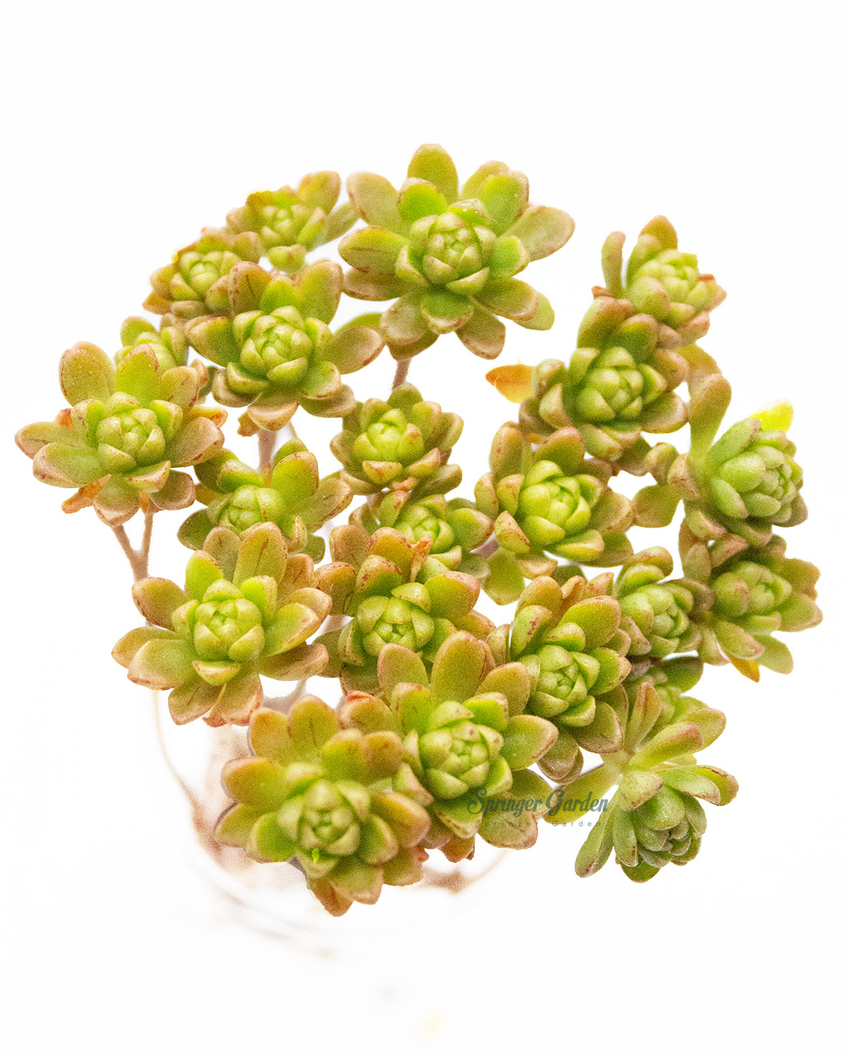 Aeonium Arnoldii Toronto's 5-star Bestseller nursery store selected local & Korean rare succulents; houseplants, indoor plants, selected handmade planters with a drainage hole, pots, bonsai pots, produced by ourselves, wholesale.
