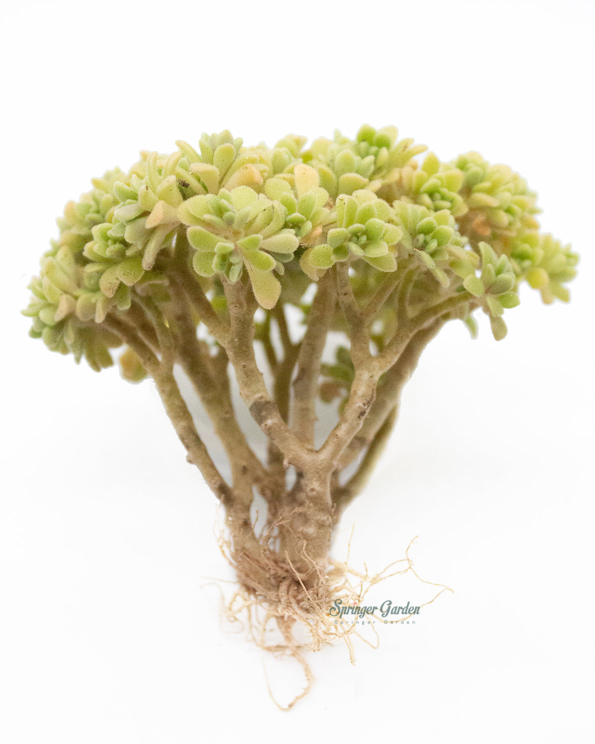 Aeonium Dasol Toronto's 5-star Bestseller nursery store selected local & Korean rare succulents; houseplants, indoor plants, selected handmade planters with a drainage hole, pots, bonsai pots, produced by ourselves, wholesale.