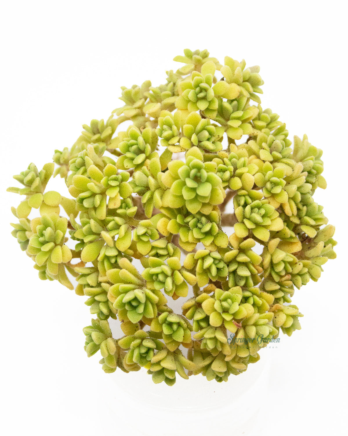 Aeonium Dasol Toronto's 5-star Bestseller nursery store selected local & Korean rare succulents; houseplants, indoor plants, selected handmade planters with a drainage hole, pots, bonsai pots, produced by ourselves, wholesale.