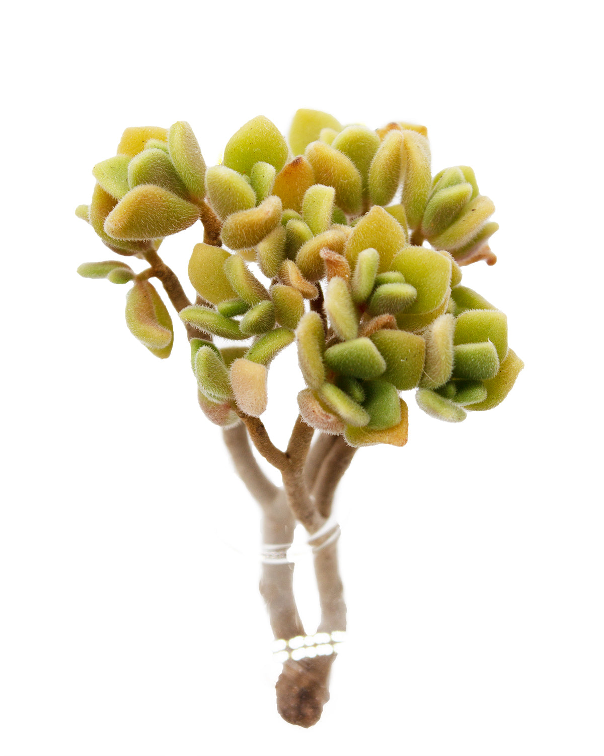 Aeonium Lindleyi var. Toronto's 5-star Bestseller nursery store selected local & Korean rare succulents; houseplants, indoor plants, selected handmade planters with a drainage hole, pots, bonsai pots, produced by ourselves, wholesale.