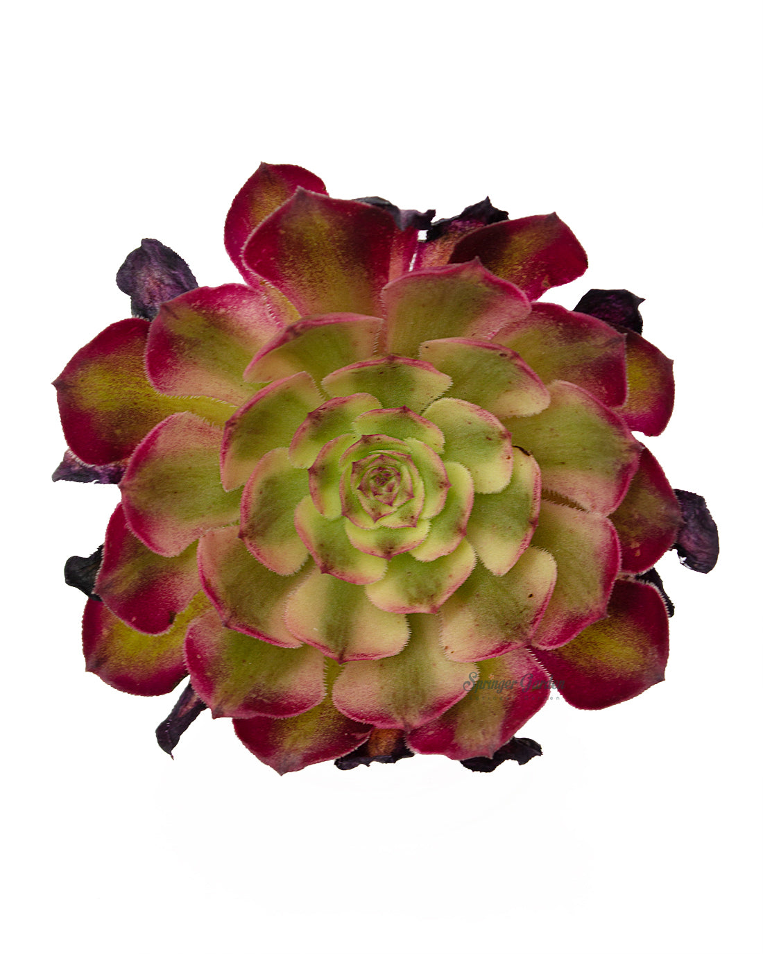 Aeonium Arboreum 'Zwartkop' var.Toronto's 5-star Bestseller nursery store selected local & Korean rare succulents; houseplants, indoor plants, selected handmade planters with a drainage hole, pots, bonsai pots, produced by ourselves, wholesale.