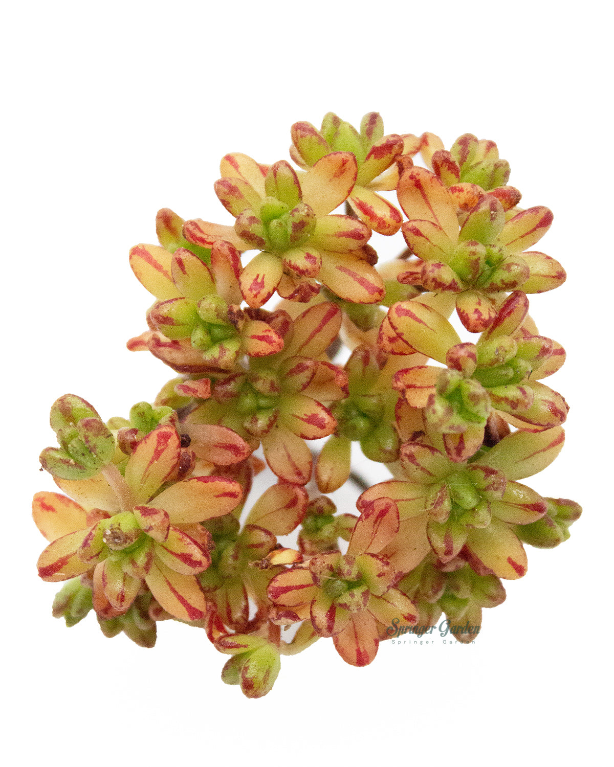 Aeonium Sedifolius Toronto's 5-star Bestseller nursery store selected local & Korean rare succulents; houseplants, indoor plants, selected handmade planters with a drainage hole, pots, bonsai pots, produced by ourselves, wholesale.