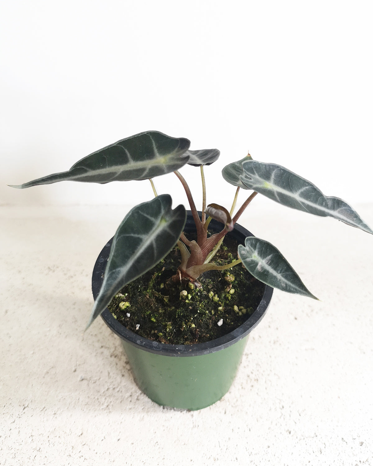 Alocasia_Bambino Toronto's 5-star Bestseller nursery store selected local & Korean rare succulents; houseplants, indoor plants, selected handmade planters with a drainage hole, pots, bonsai pots, produced by ourselves, wholesale. Ceramic Planter With Drainage Hole Cactus Succulent Plant Pot/Small Fern Flower Pot Gift Garden Desk Pottery/Handmade/Ceramic/Glazed/Table Decor/Indoor Decor/Tabletop Planter