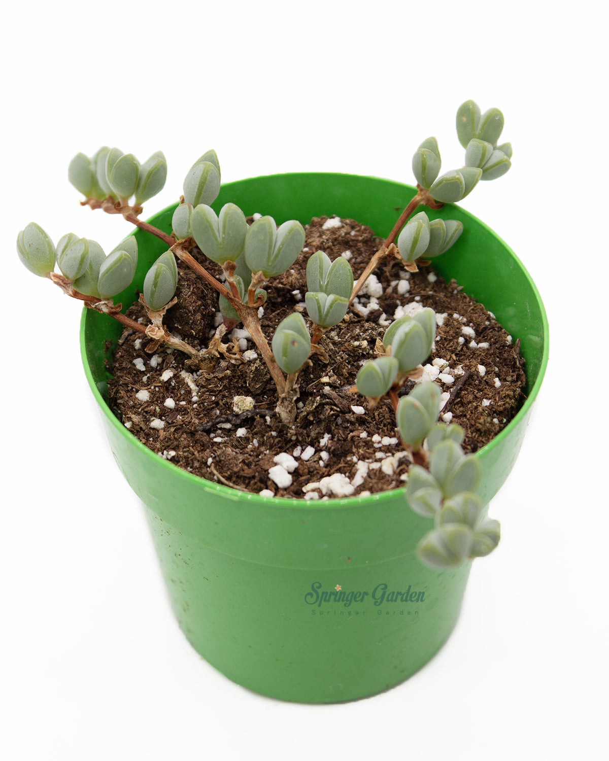 Echinus maximilianus