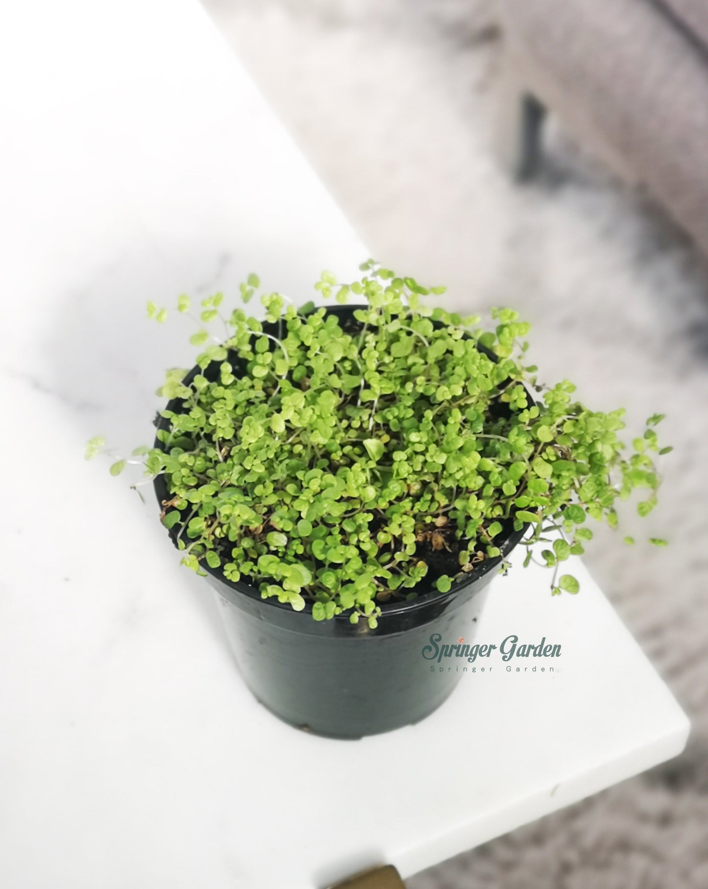 Baby's Tear. Toronto's 5-star Bestseller nursery store selected local & Korean rare succulents; houseplants, indoor plants, selected handmade planters with a drainage hole, pots, bonsai pots, produced by ourselves, wholesale. Ceramic Planter With Drainage Hole Cactus Succulent Plant Pot/Small Fern Flower Pot Gift Garden Desk Pottery/Handmade/Ceramic/Glazed/Table Decor/Indoor Decor/Tabletop Planter