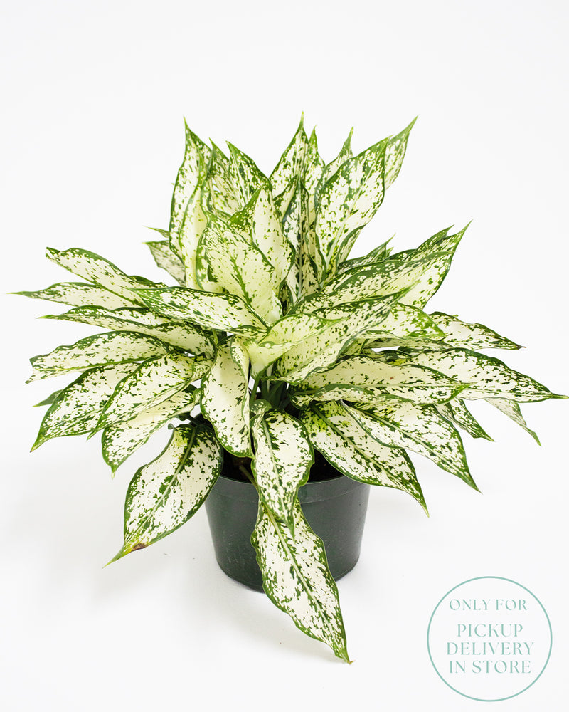 Chinese Evergreen Spring Snow