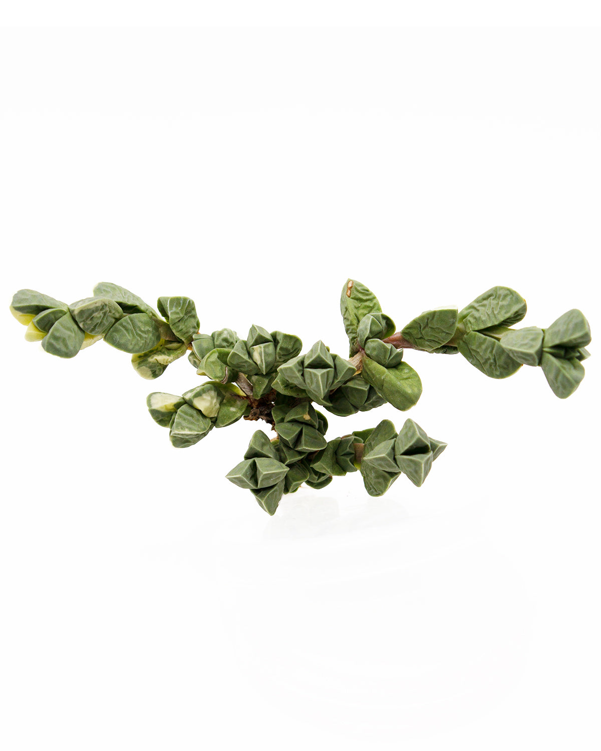 Corpuscularia Lehmannii var. Toronto's 5-star Bestseller nursery store selected local & Korean rare succulents; houseplants, indoor plants, selected handmade planters with a drainage hole, pots, bonsai pots, produced by ourselves, wholesale.