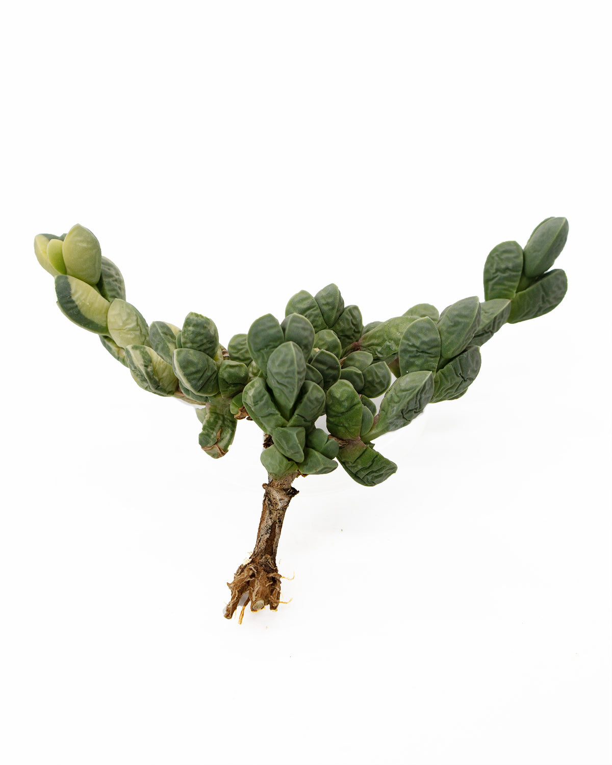 Corpuscularia Lehmannii var. Toronto's 5-star Bestseller nursery store selected local & Korean rare succulents; houseplants, indoor plants, selected handmade planters with a drainage hole, pots, bonsai pots, produced by ourselves, wholesale.