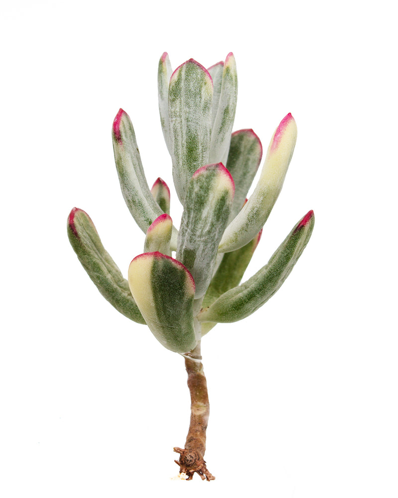 Cotyledon Orbiculate Var. - Long Form