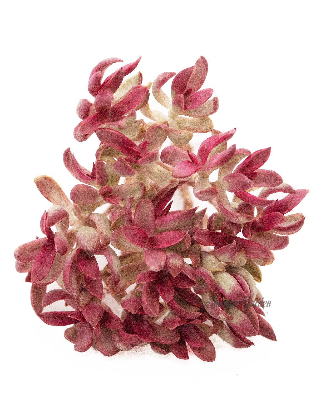 Crassula Candy Cane Toronto's 5-star Bestseller nursery store selected local & Korean rare succulents; houseplants, indoor plants, selected handmade planters with a drainage hole, pots, bonsai pots, produced by ourselves, wholesale.