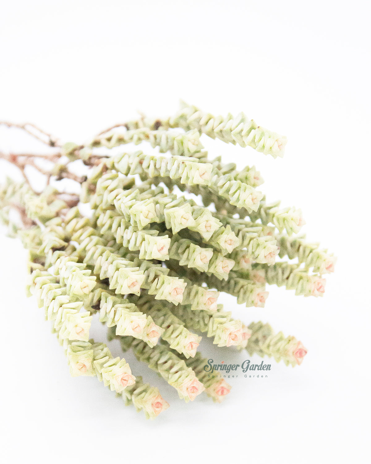 Crassula Rupestris var. Toronto's 5-star Bestseller nursery store selected local & Korean rare succulents; houseplants, indoor plants, selected handmade planters with a drainage hole, pots, bonsai pots, produced by ourselves, wholesale.