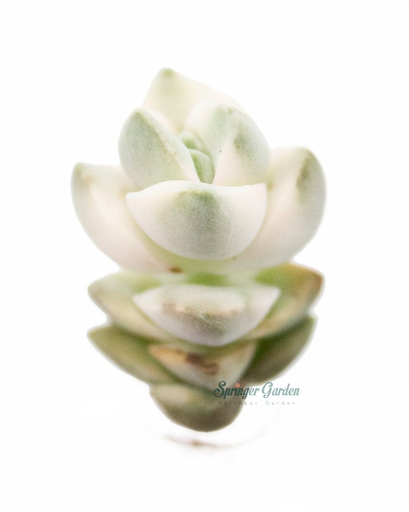 Crassula cv. Moonglow Var.