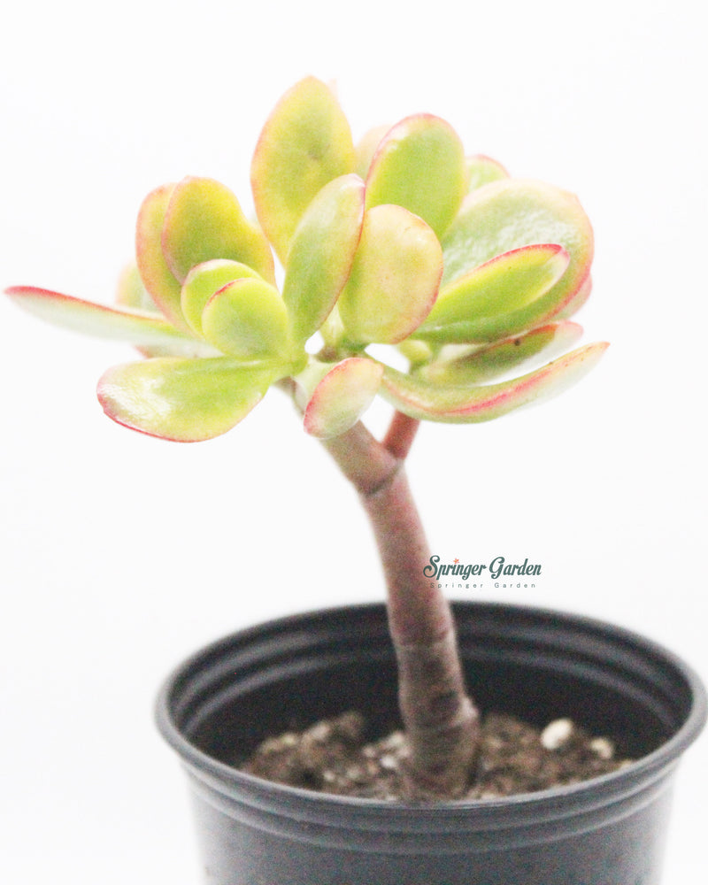 Jade Plant/Ogre/Shrek Ears