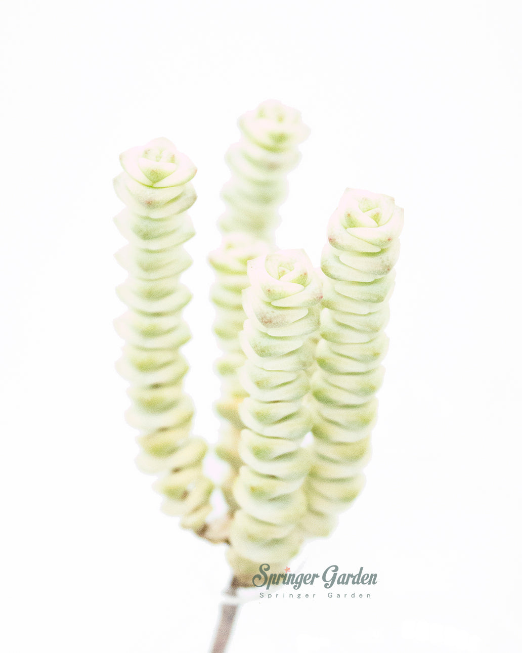 Crassula Perforata var. Toronto's 5-star Bestseller nursery store selected local & Korean rare succulents; houseplants, indoor plants, selected handmade planters with a drainage hole, pots, bonsai pots, produced by ourselves, wholesale.