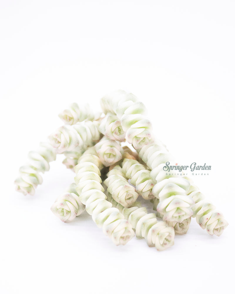 Crassula Perforata var. Toronto's 5-star Bestseller nursery store selected local & Korean rare succulents; houseplants, indoor plants, selected handmade planters with a drainage hole, pots, bonsai pots, produced by ourselves, wholesale.