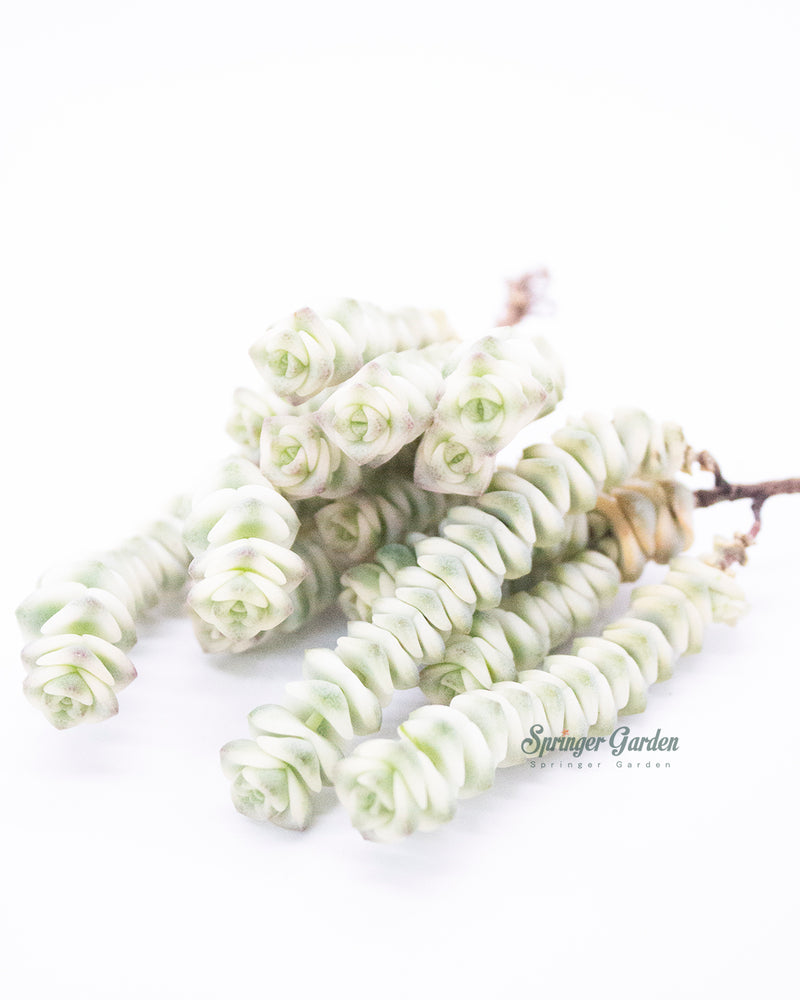 Crassula Perforata var. Toronto's 5-star Bestseller nursery store selected local & Korean rare succulents; houseplants, indoor plants, selected handmade planters with a drainage hole, pots, bonsai pots, produced by ourselves, wholesale.