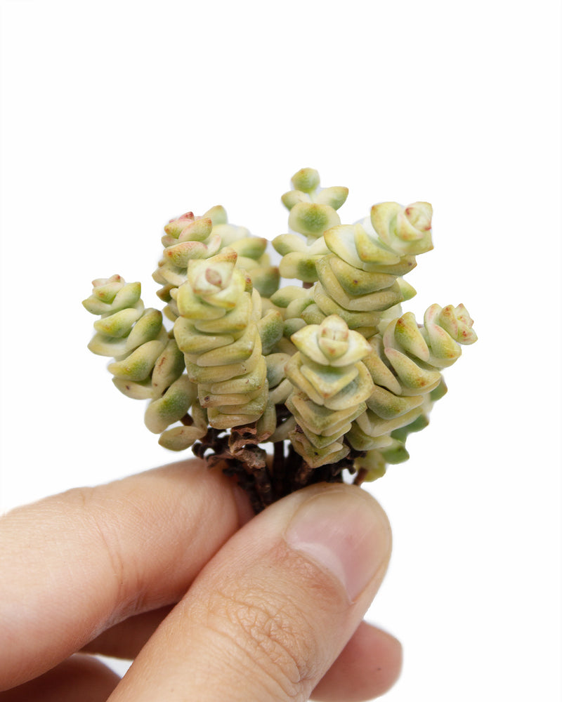 Crassula Perforata var. Toronto's 5-star Bestseller nursery store selected local & Korean rare succulents; houseplants, indoor plants, selected handmade planters with a drainage hole, pots, bonsai pots, produced by ourselves, wholesale.
