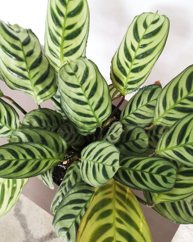 Ctenanthe Burle-Marxii