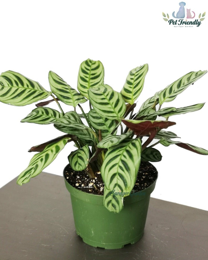 Ctenanthe Burle-Marxii