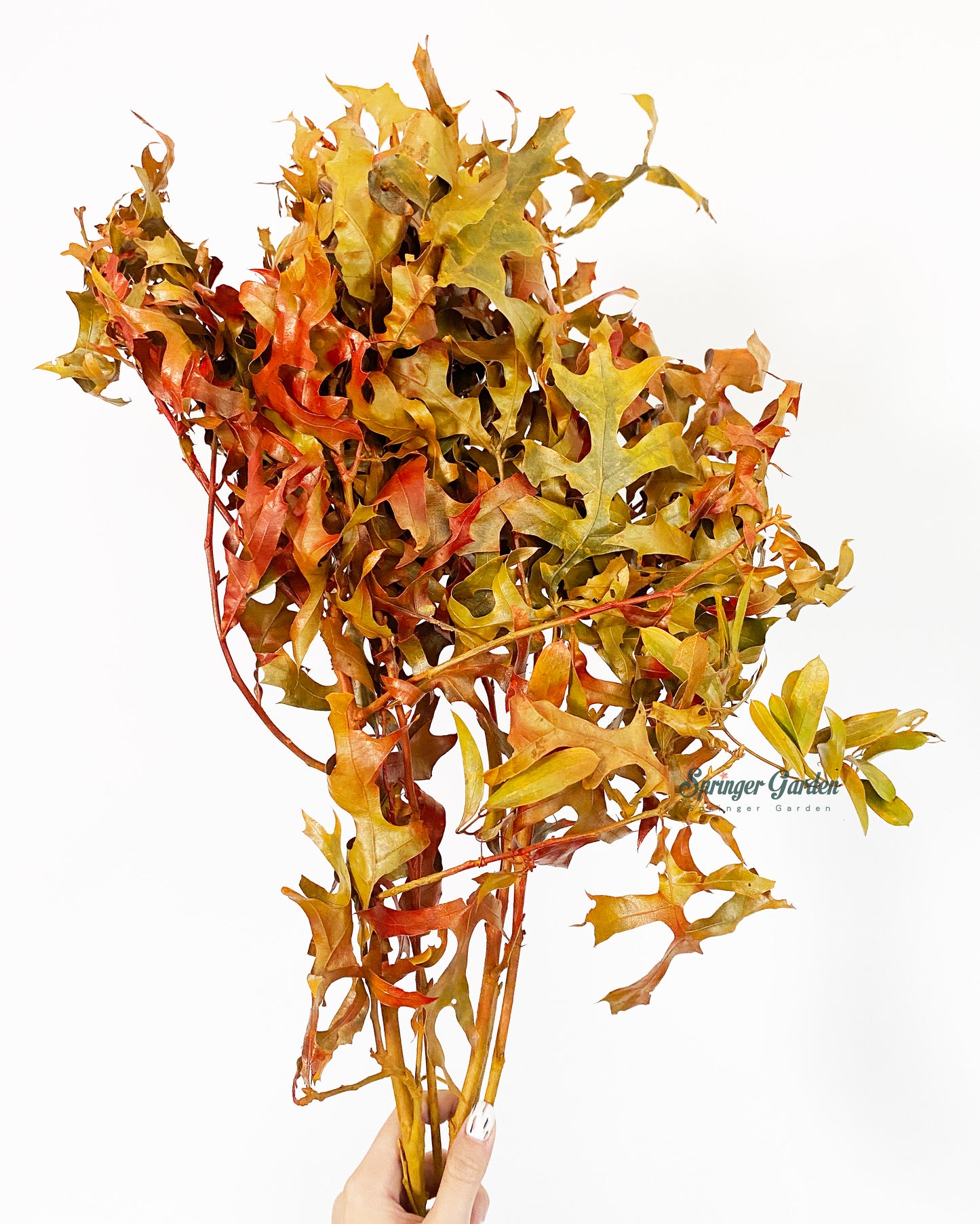 Toronto's 5-star Bestseller nursery store selected local & Korean rare succulents; houseplants, indoor plants, selected handmade planters with a drainage hole, pots, bonsai pots, produced by ourselves, wholesale. Ceramic Planter With Drainage Hole Cactus Succulent Plant Pot/Small Fern Flower Pot Gift Garden Desk