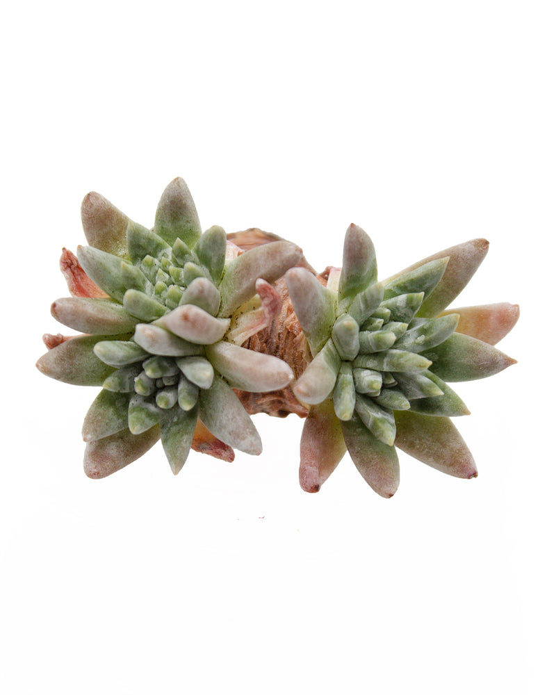 Dudleya Gnoma
