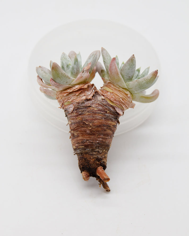Dudleya Gnoma