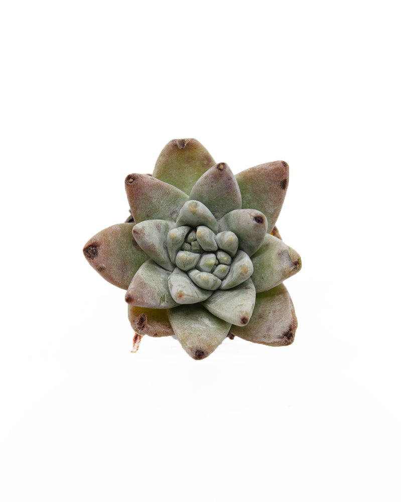 Dudleya Gnoma