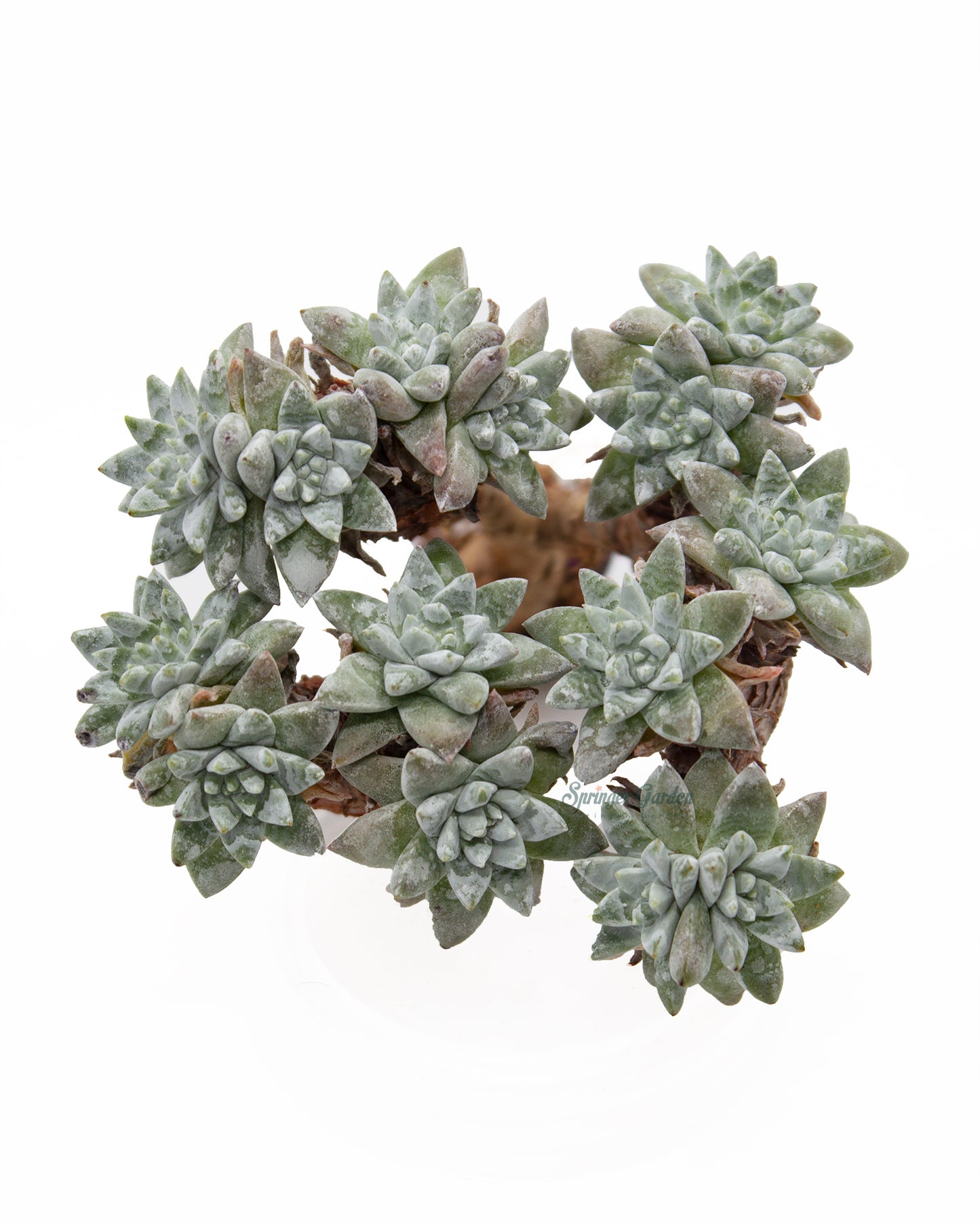 Dudleya White Greenii Toronto's 5-star Bestseller nursery store selected local & Korean rare succulents; houseplants, indoor plants, selected handmade planters with a drainage hole, pots, bonsai pots, produced by ourselves, wholesale.