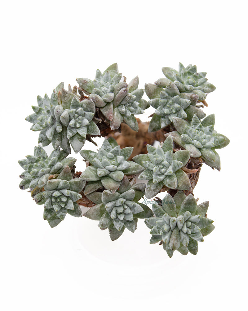 Dudleya Gnoma