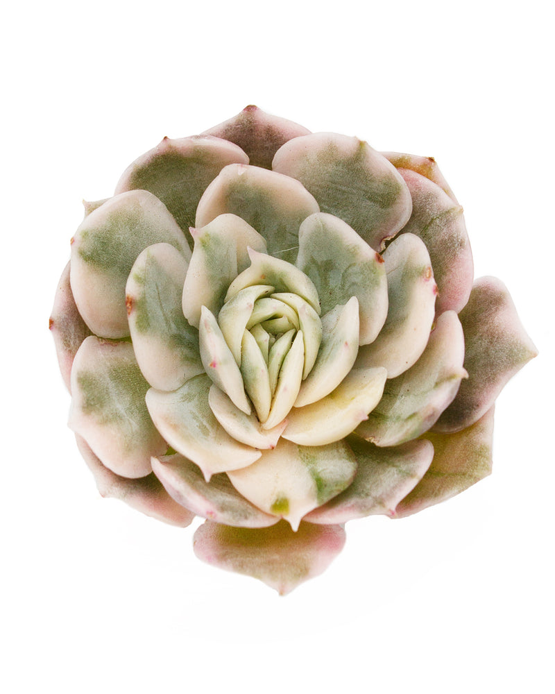 Echeveria Onslow Var. (Cluster)