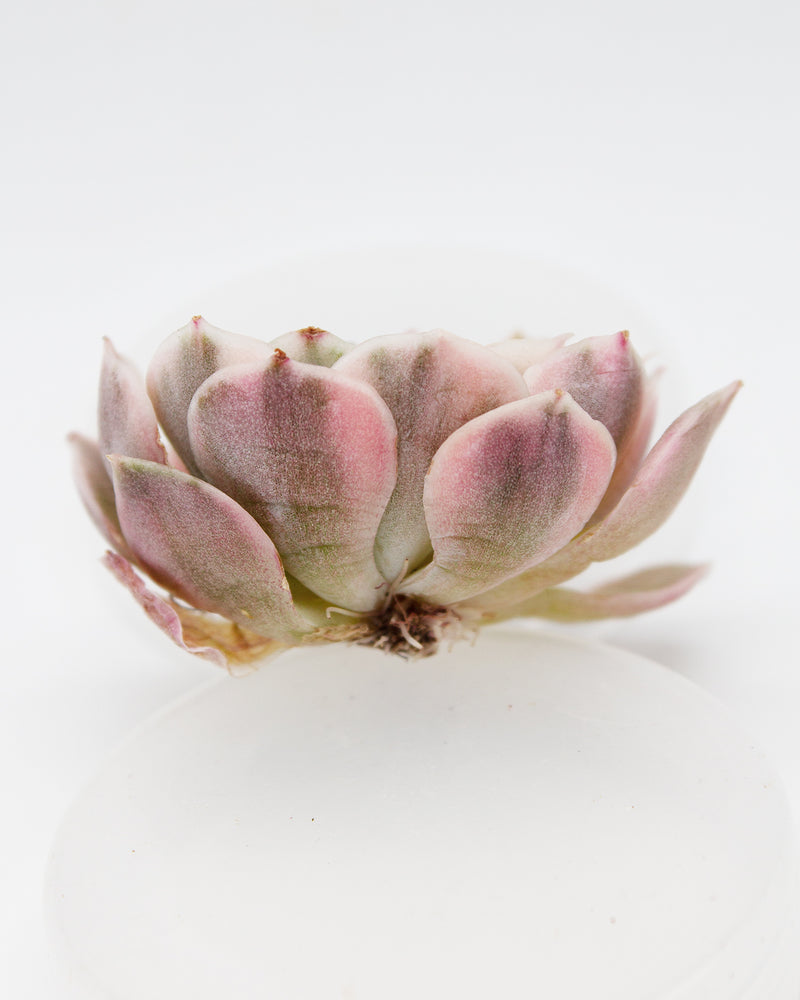 Echeveria Onslow Var. (Cluster)
