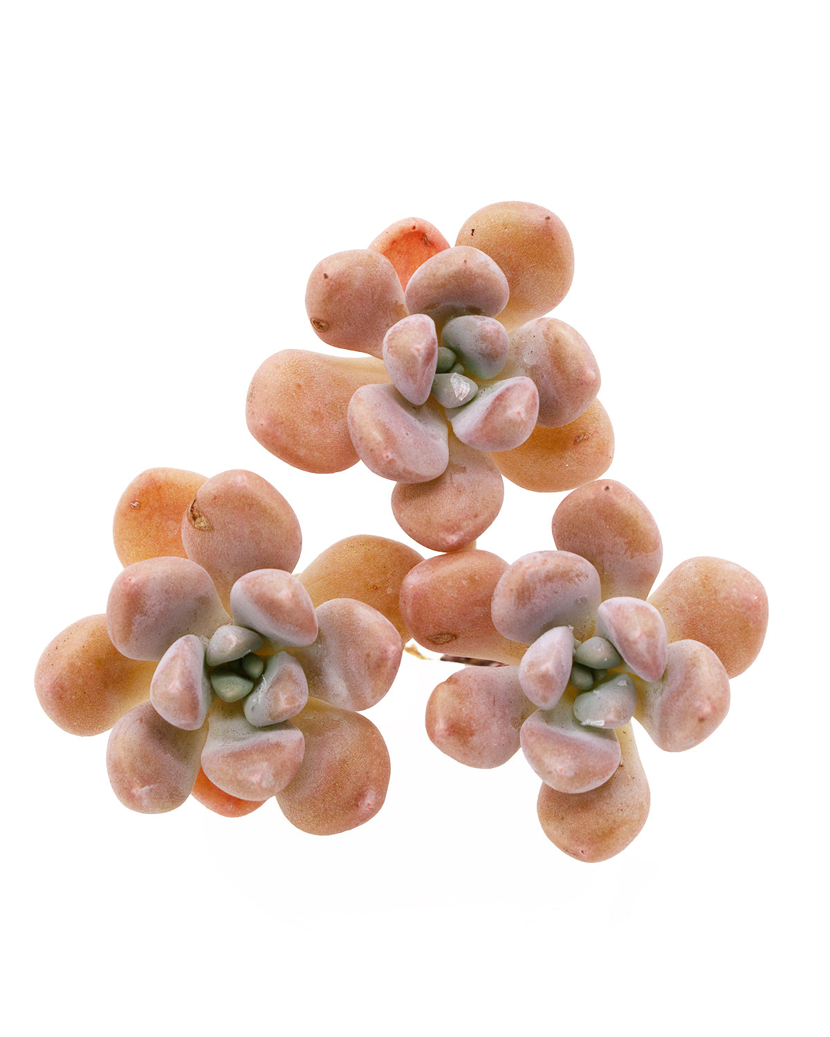 Echeveria Aden Toronto's 5-star Bestseller nursery store selected local & Korean rare succulents; houseplants, indoor plants, selected handmade planters with a drainage hole, pots, bonsai pots, produced by ourselves, wholesale.