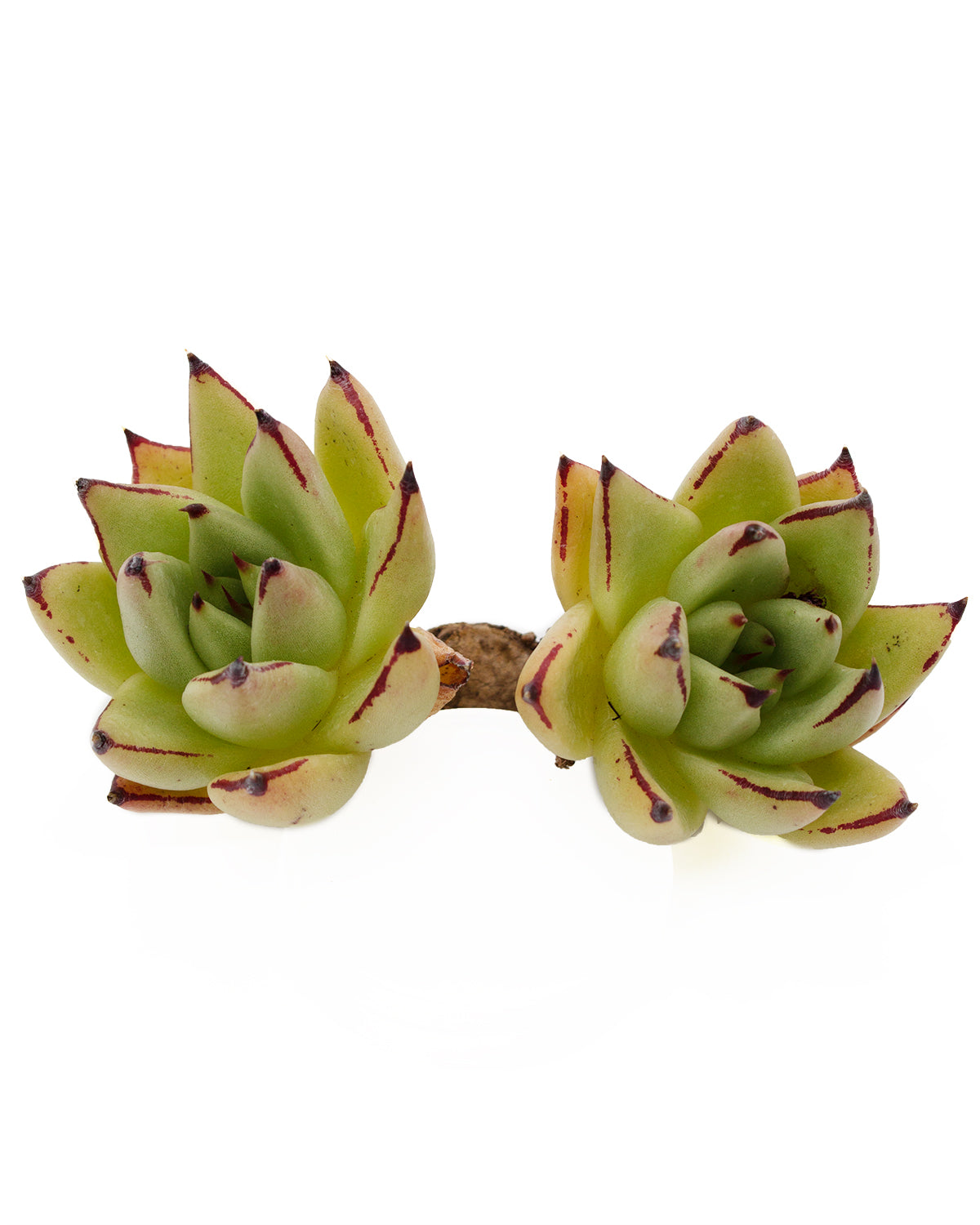 Echeveria Agavoides Maria Toronto's 5-star Bestseller nursery store selected local & Korean rare succulents; houseplants, indoor plants, selected handmade planters with a drainage hole, pots, bonsai pots, produced by ourselves, wholesale.