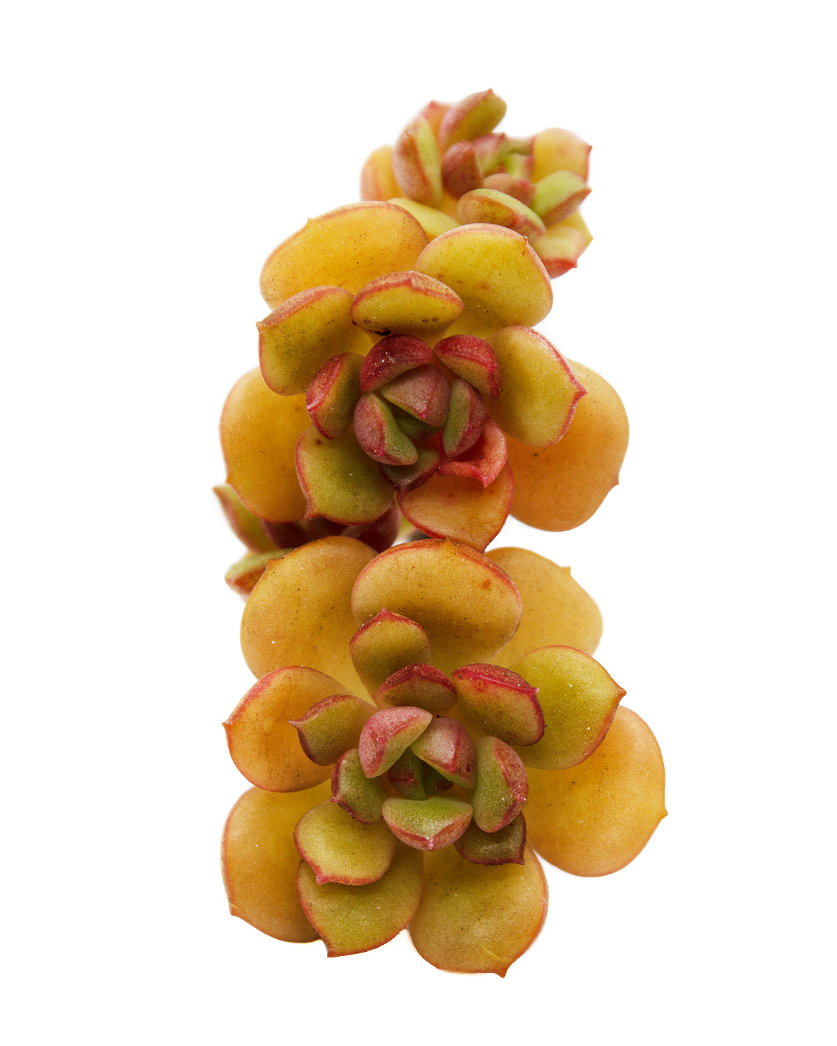 Echeveria Agnes Rose Toronto's 5-star Bestseller nursery store selected local & Korean rare succulents; houseplants, indoor plants, selected handmade planters with a drainage hole, pots, bonsai pots, produced by ourselves, wholesale.