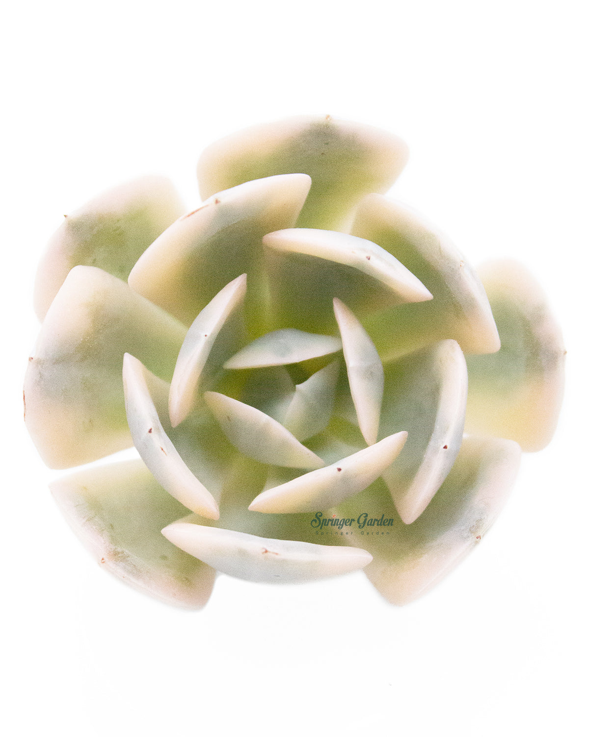 Echeveria Akaihosi Toronto's 5-star Bestseller nursery store selected local & Korean rare succulents; houseplants, indoor plants, selected handmade planters with a drainage hole, pots, bonsai pots, produced by ourselves, wholesale.