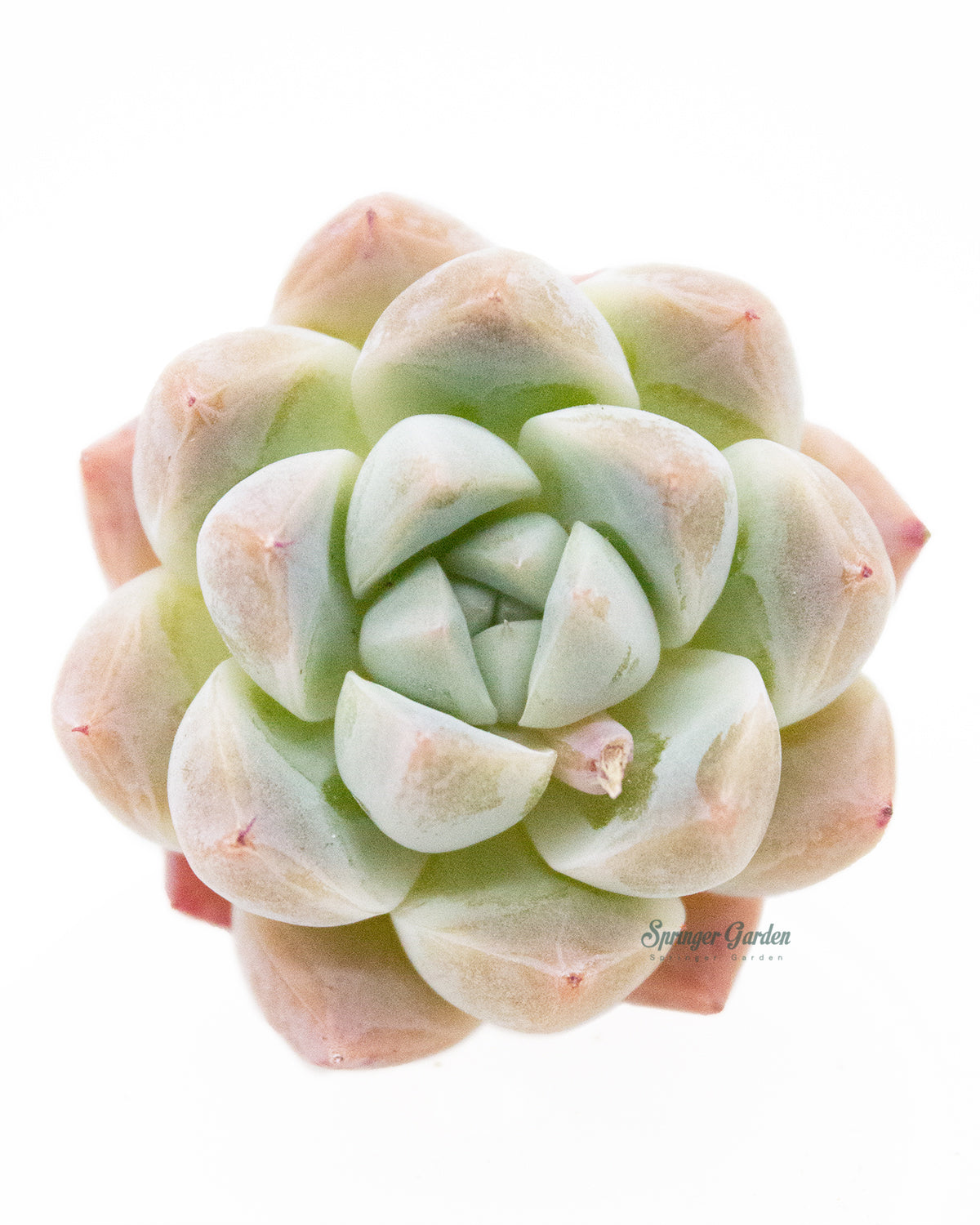 alba beauty succulent Echeveria Alba beauty – Springer Hobbies