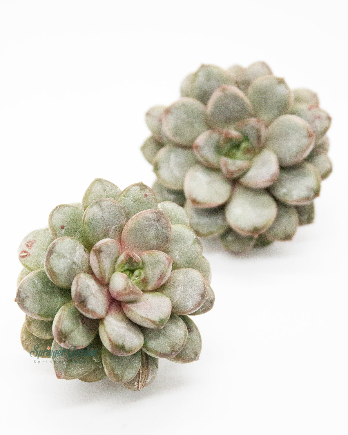 Echeveria Amerum Toronto's 5-star Bestseller nursery store selected local & Korean rare succulents; houseplants, indoor plants, selected handmade planters with a drainage hole, pots, bonsai pots, produced by ourselves, wholesale.