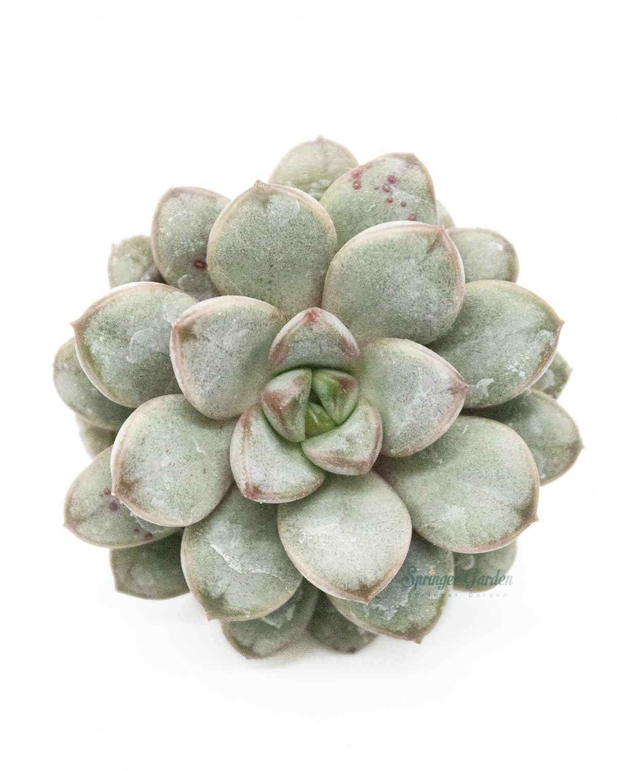 Echeveria Amerum Toronto's 5-star Bestseller nursery store selected local & Korean rare succulents; houseplants, indoor plants, selected handmade planters with a drainage hole, pots, bonsai pots, produced by ourselves, wholesale.