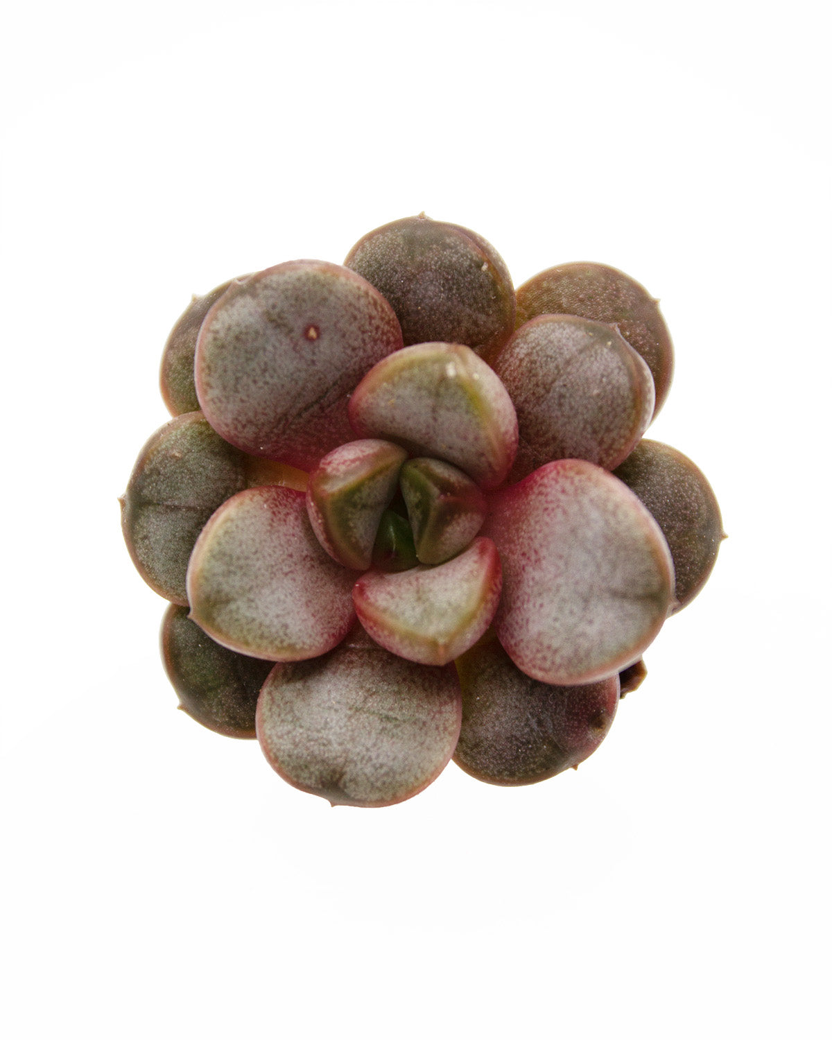 Echeveria Ametum Toronto's 5-star Bestseller nursery store selected local & Korean rare succulents; houseplants, indoor plants, selected handmade planters with a drainage hole, pots, bonsai pots, produced by ourselves, wholesale.