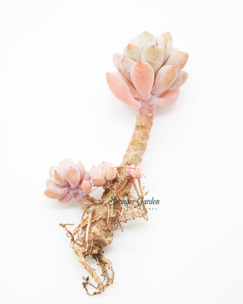 Echeveria Amoena Microcalyx Toronto's 5-star Bestseller nursery store selected local & Korean rare succulents; houseplants, indoor plants, selected handmade planters with a drainage hole, pots, bonsai pots, produced by ourselves, wholesale.