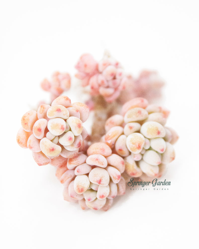 Echeveria Amoena Microcalyx Toronto's 5-star Bestseller nursery store selected local & Korean rare succulents; houseplants, indoor plants, selected handmade planters with a drainage hole, pots, bonsai pots, produced by ourselves, wholesale.