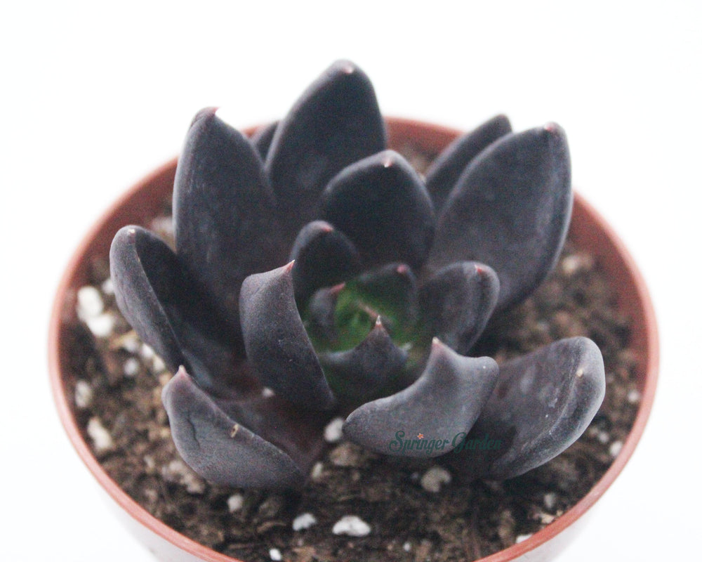 Echeveria ‘Black Bird’