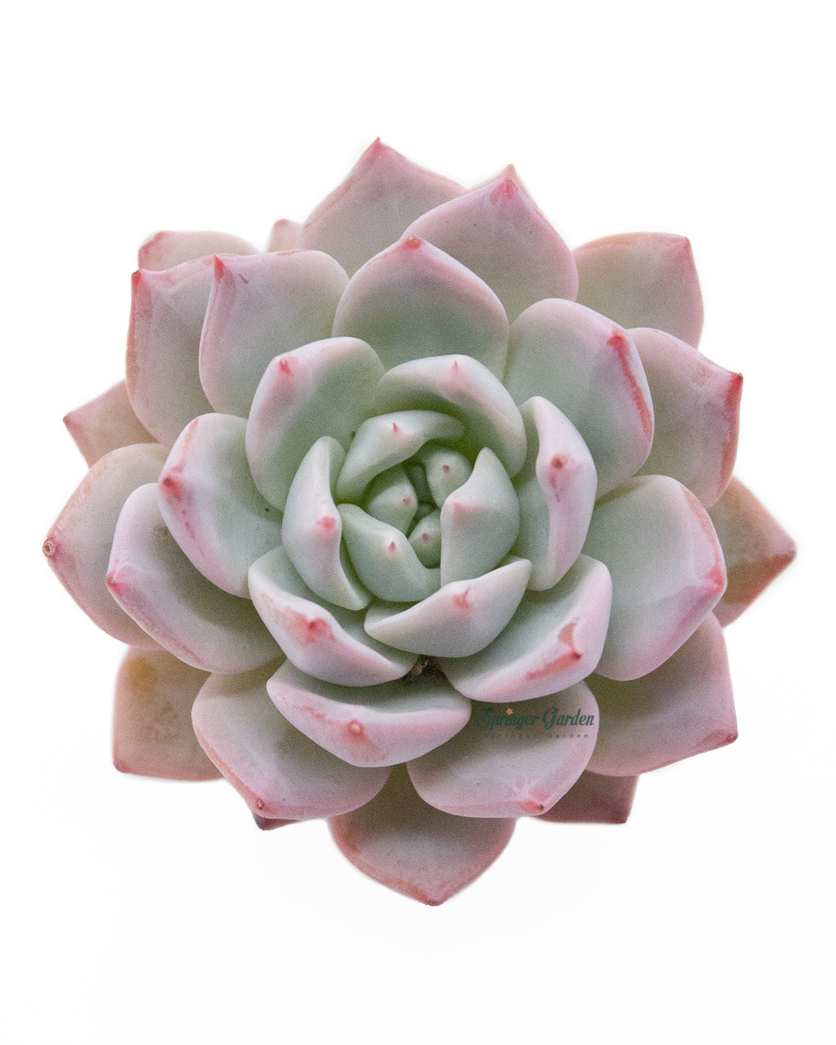 Echeveria Blue Bird Toronto's 5-star Bestseller nursery store selected local & Korean rare succulents; houseplants, indoor plants, selected handmade planters with a drainage hole, pots, bonsai pots, produced by ourselves, wholesale.