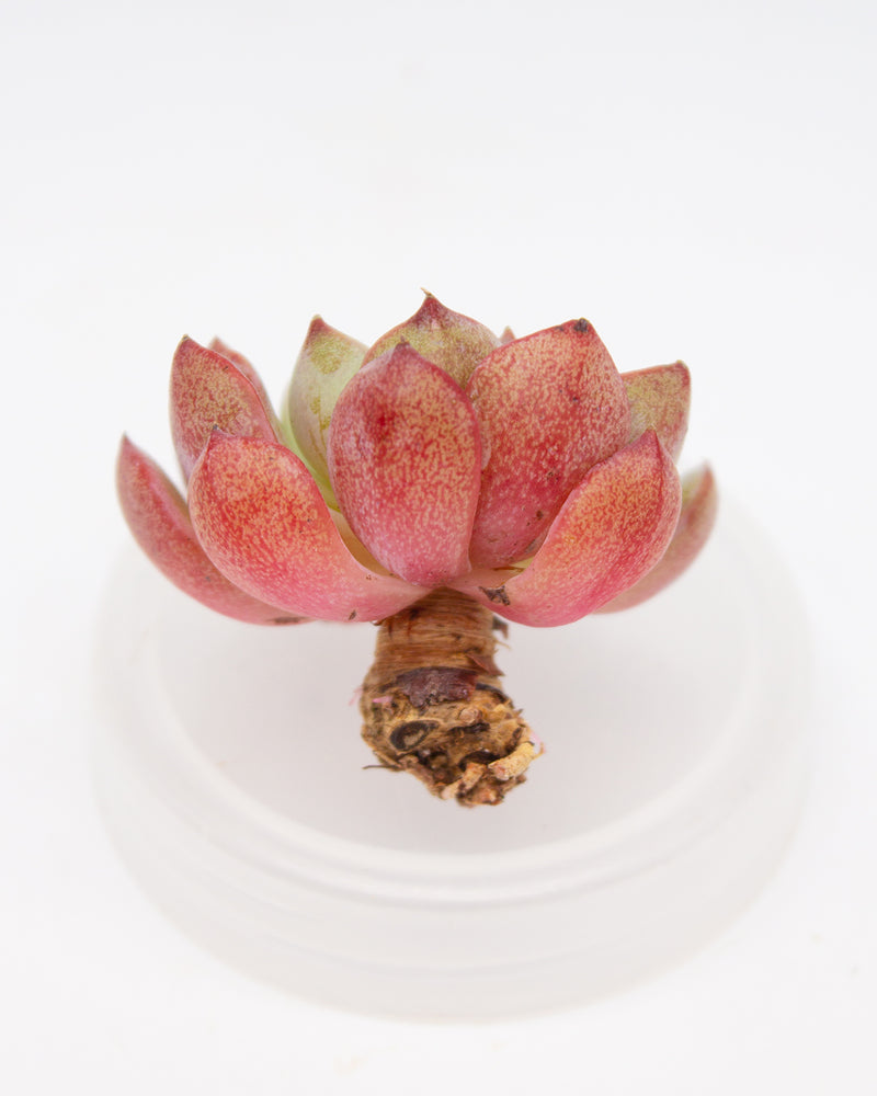 Echeveria Blue Minima Toronto's 5-star Bestseller nursery store selected local & Korean rare succulents; houseplants, indoor plants, selected handmade planters with a drainage hole, pots, bonsai pots, produced by ourselves, wholesale.