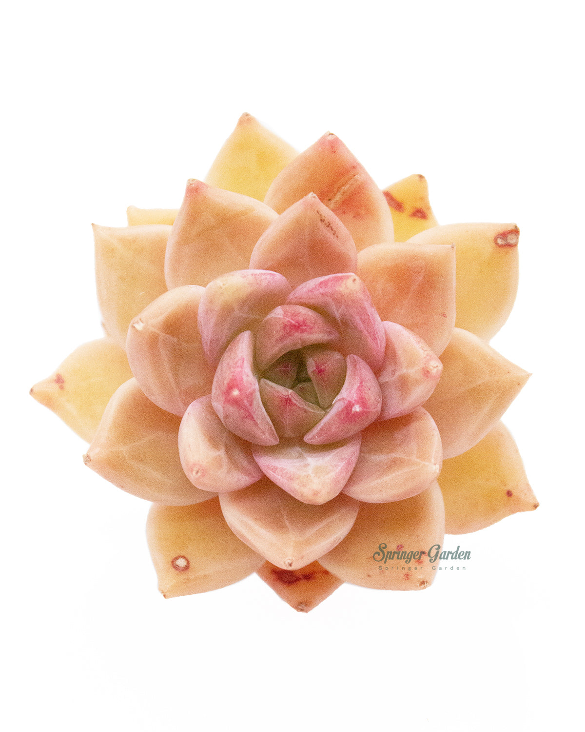 Echeveria Bonifica Toronto's 5-star Bestseller nursery store selected local & Korean rare succulents; houseplants, indoor plants, selected handmade planters with a drainage hole, pots, bonsai pots, produced by ourselves, wholesale.