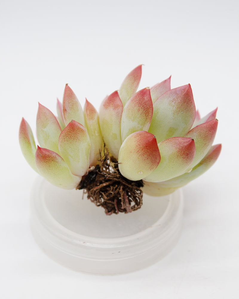 Echeveria Brave