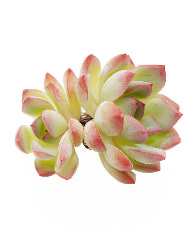 Echeveria Brave